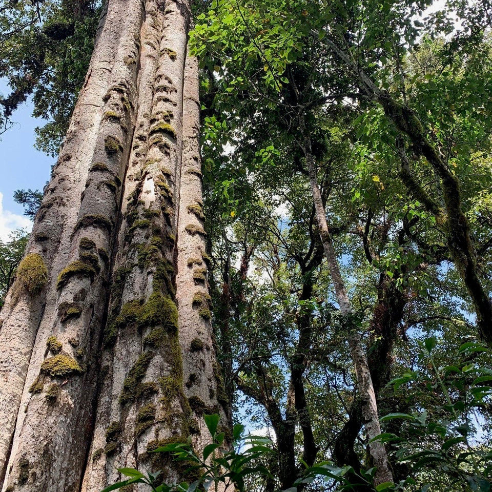 Tall tree with textured bark in a forest setting