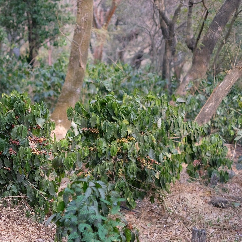 FINCA GASCON HEFEFERMENTATION