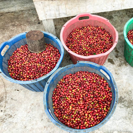 ASMAN GAYO
