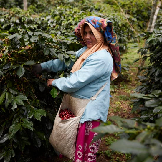 ASMAN GAYO